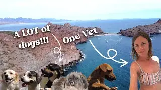 One boat, One vet and 90 dogs: Chuffed Adventures S6 Ep 17