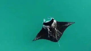 a Manta Straight off Daydream Island