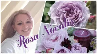 Роза НОВАЛИС 🌹Novalis совместный проект 