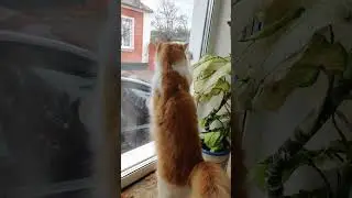 К Рыжику пришла подружка))) #funnyanimal #funnypet #animal #pet #cat #кайф  #funny
