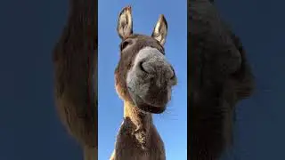 The funny face of a donkey