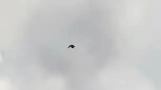 Бойные голуби неба Асха Талдыкорган
