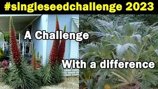#singleseedchallenge2023 | Challenge yourself | Watch the grow | Green Side Up