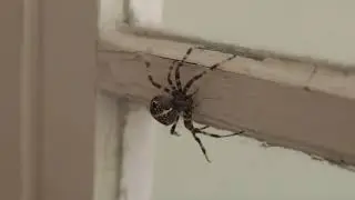 spider and ring
