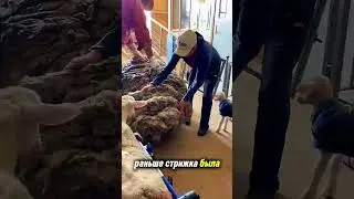Что скрывает шерсть овцы?