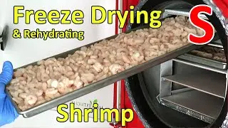 Freeze Drying and Rehydrating Shrimp