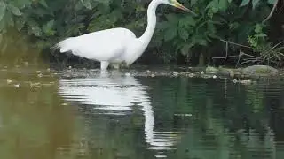 большая белая цапля Egretta alba