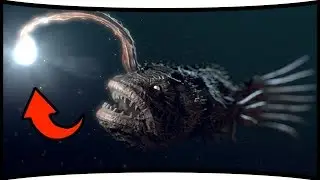 10 AMAZING DEEP SEA CREATURES