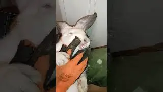 Малокклюзия у кроликов не зависит от кормов! 
