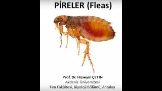 Pirelerden nasıl kurtulurum? (Flea) (Prof. Dr. Hüseyin ÇETİN)