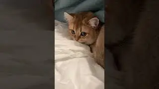 Кто там?
