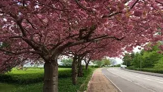 Close to the seaside, prunus serrulata kanzan, kwanzan, cherry blossom trees