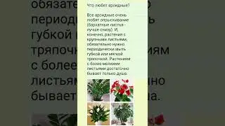 Что любят ароидные .