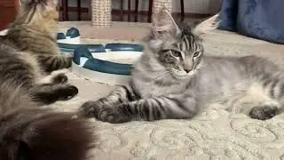 Мейн Куны питомника Wild Soul*RU