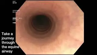 Journey through the Equine Upper Respiratory System