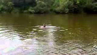 Прогулка на реку