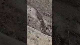 Змея гюрза Дагестан  