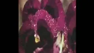 Wildflower