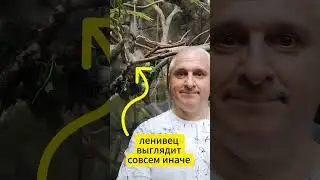 Настоящий ленивец #Shorts