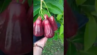jambu air rhs