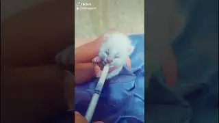 Cat without mother