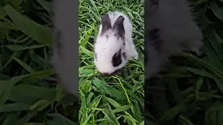 hungry bunny