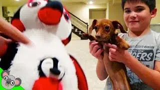 Flappy FETCHES ANIMALS! Real Surprise Animal DOGGY TOYS by Koalafied Fun
