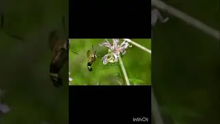 Первый раз в жизни увидела это необычное насекомое не думала что это бабачка,решила рассказать вам 😀