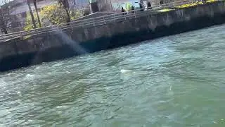 Barca eléctrica Silennis Electric Boats 5/5
