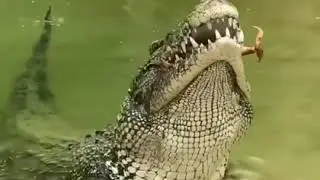 Caçada animal!!! ! IMAGENS FORTES !!!!!