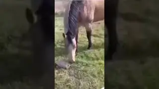 СТРАШНАЯ ЧЕРЕПАХА!Лучшие, смешные и забавные приколы с животными!