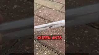 Catching Queen Ants!