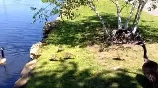 Canadian Geese Chicks Come Ashore at Babylon's Argyle Park
