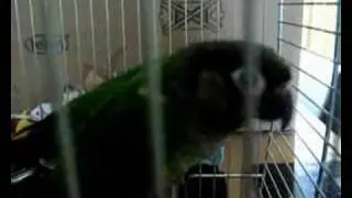 2 Green Cheek Conure Chicks - Rocky lol