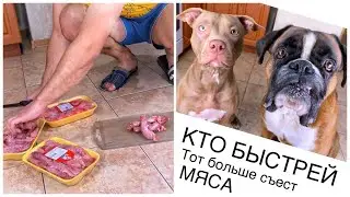 Собаки на скорость поедают мясо. В конце подрались🤦‍♂️