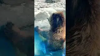 Mood tonight 🐻❤️🥹 #travelusa #toltold do#bear #animallover zoo d