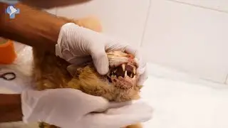 Why Do People Do This To Cats Do You See His Mouth? Michael's VET Rescue by Viktor Larkhill