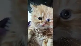 beautiful cats 🐈