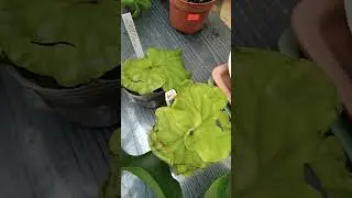 Прибыл Платицериум Ридли
