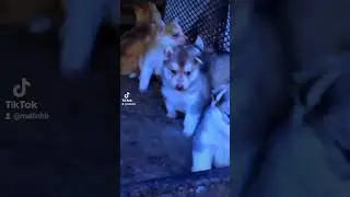#husky #siberianhusky #doglovers #puppy