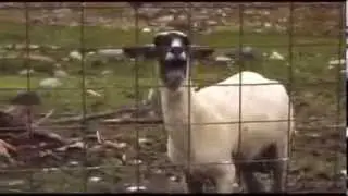 Ржака!!! новые видио