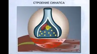 Строение синапса