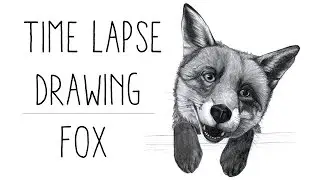 Time Lapse Drawing | Fox