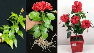 Easy To Grow Hibiscus from cuttings / how to grow hibiscus cuttings / hibiscus from cuttings