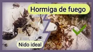 🚩Como criar SOLENOPSIS INVICTA (Guia de crianza)CUIDADOS, alimentación, humedad//HORMIGUERO ESPECIAL
