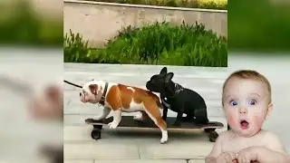 Dog Funny Video 2021😂| Dog Videos