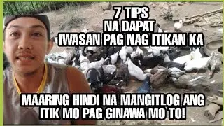 7 TIPS sa pag aalaga ng itik para gumanda Ang production