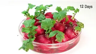 Store bought Radish re-Growing - Time-lapse