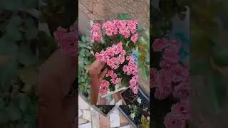 KALANCHOE. Fácil fazer mudas! KALANCHOE cor de rosa: Kalanchoe linda! 😍#jardimemcasa