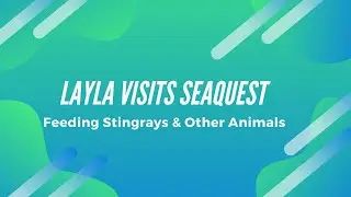 Kids Family Fun Trip to SeaQuest Petting Zoo & Aquarium Watch Layla Feed & Pet Stingrays